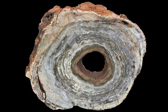 Polished, Cambrian Stromatolite (Conophyton) - Australia #92879
